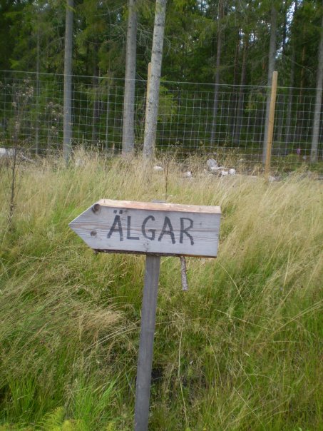 Elk Farm, Sweden