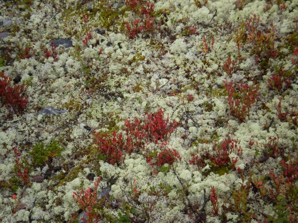 Swedish Moss