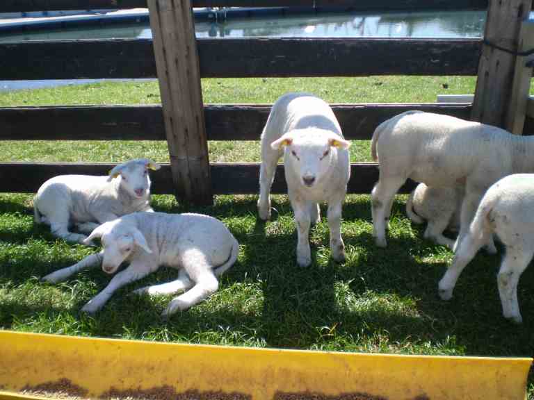 Lambs on Texel Island, Noord Holland